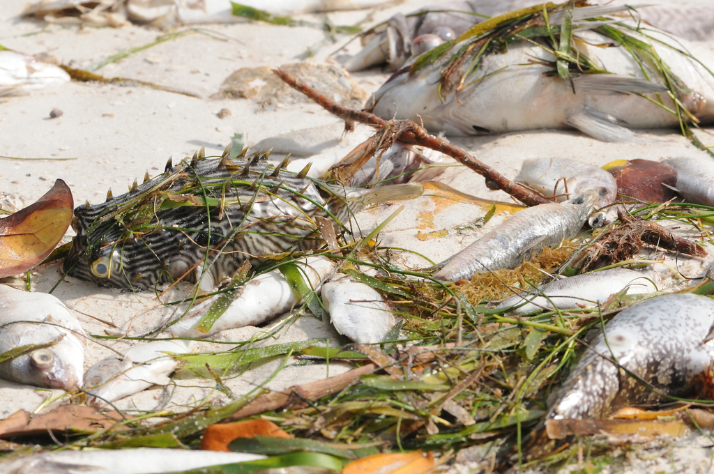 Florida red tide