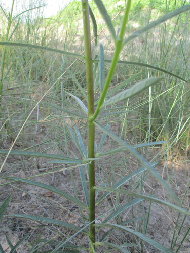 Image of Sesamum calycinum by no rights reserved
