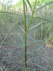 Sesamum calycinum subsp. baumii image