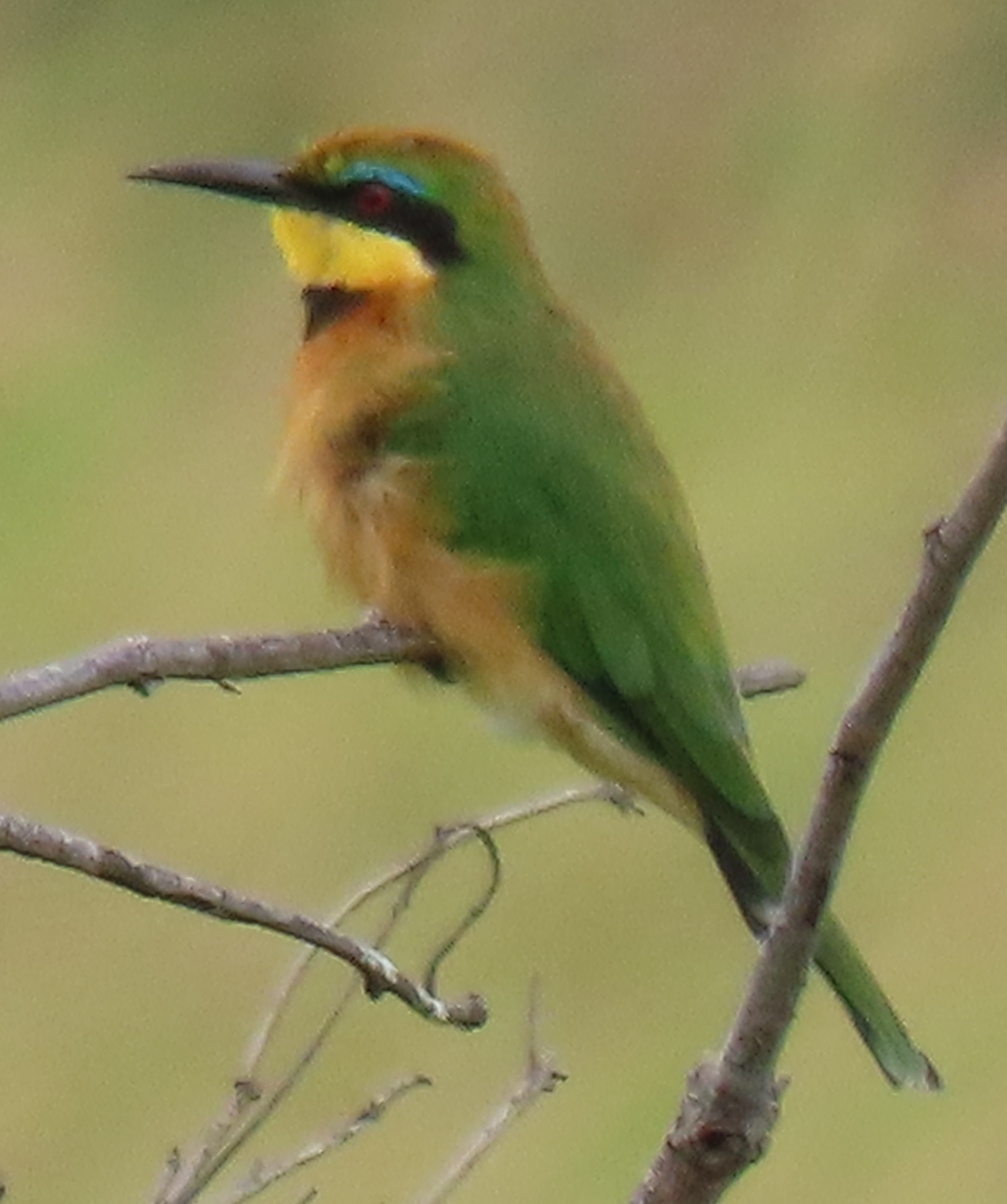 Merops pusillus meridionalis (Sharpe, 1892)