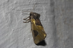 Chalcopasta fulgens