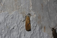 Ponometia venustula