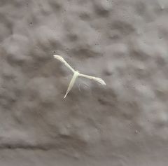 Hellinsia homodactylus