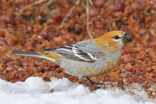 Pine Grosbeak
