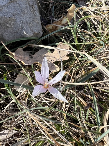 Colchicum hungaricum