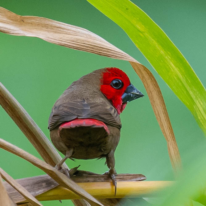 Lesser Seedcracker (Pyrenestes minor) photo