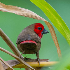 Lesser Seedcracker photo 1