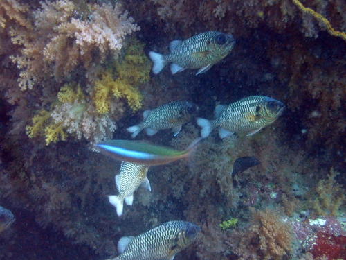 Shadowfin Soldierfish — seen at this dive site