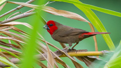 Lesser Seedcracker photo 2