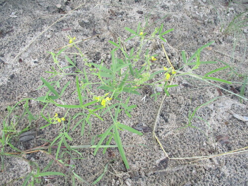 Image of Mealie Rattlepod (Crotalaria sphaerocarpa) by no rights reserved
