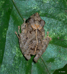 Pristimantis croceoinguinis