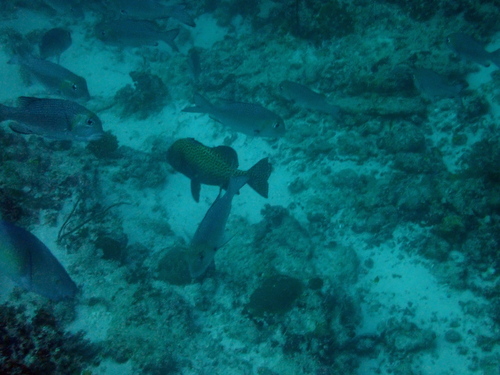 Harlequin Sweetlips — seen at this dive site