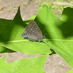 Satyrium caryaevorus