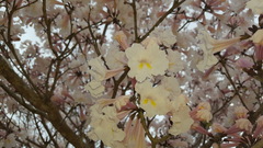 Tabebuia roseoalba