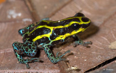 Ranitomeya variabilis