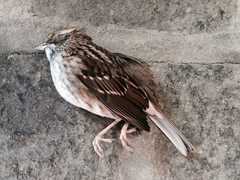 Zonotrichia albicollis