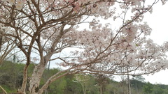 Tabebuia roseoalba