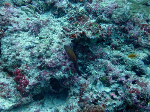 Darkfin Hind — seen at this dive site