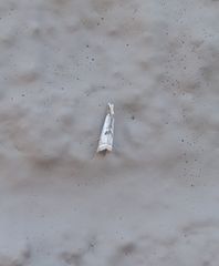 Microcrambus croesus