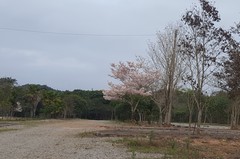 Tabebuia roseoalba
