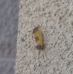 Stiria intermixta