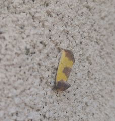 Stiria intermixta
