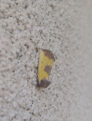 Stiria intermixta