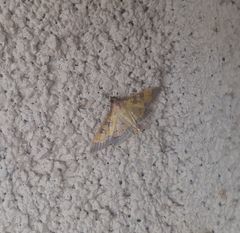 Diacme elealis