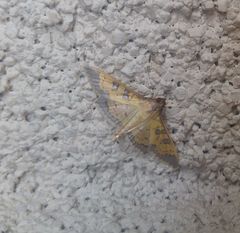 Diacme elealis