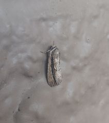 Catabenoides