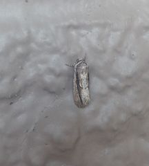 Catabenoides