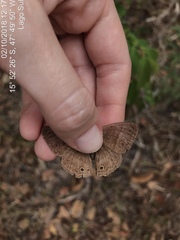 Yphthimoides patricia