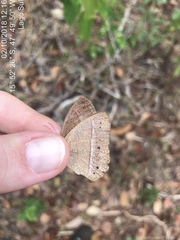 Yphthimoides patricia