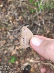 Yphthimoides patricia