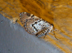 Stamnodes modocata