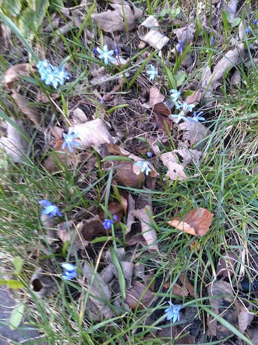 Scilla sardensis