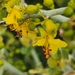 Parkinsonia florida peninsulare - Photo (c) Thea Ulen, algunos derechos reservados (CC BY-NC), subido por Thea Ulen