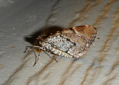 Stamnodes modocata