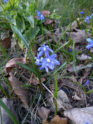 Scilla sardensis