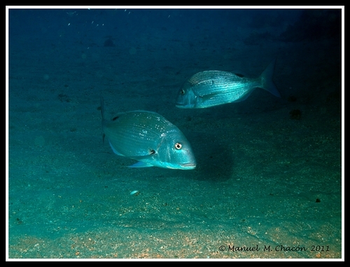 Canary dentex (Dentex canariensis) — Sparidae