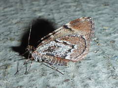 Stamnodes modocata