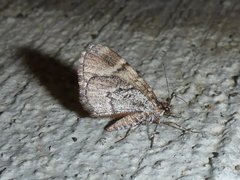 Stamnodes modocata