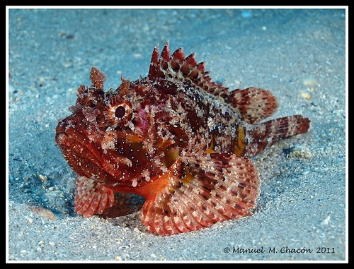 Black Scorpionfish