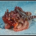 Black Scorpionfish - Photo (c) whodden, some rights reserved (CC BY-NC), uploaded by whodden