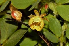 Cassia rotundifolia image