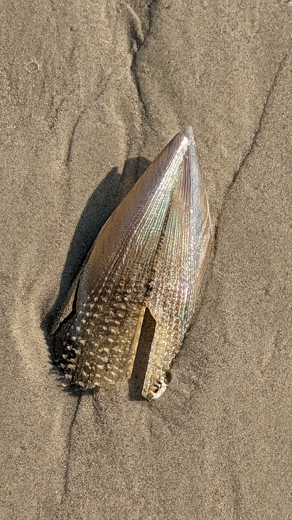 sawtooth penshell