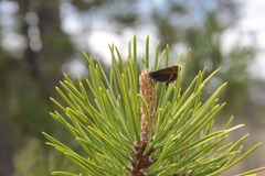 Callophrys spinetorum