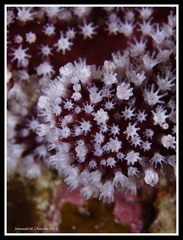 Alcyonium acaule