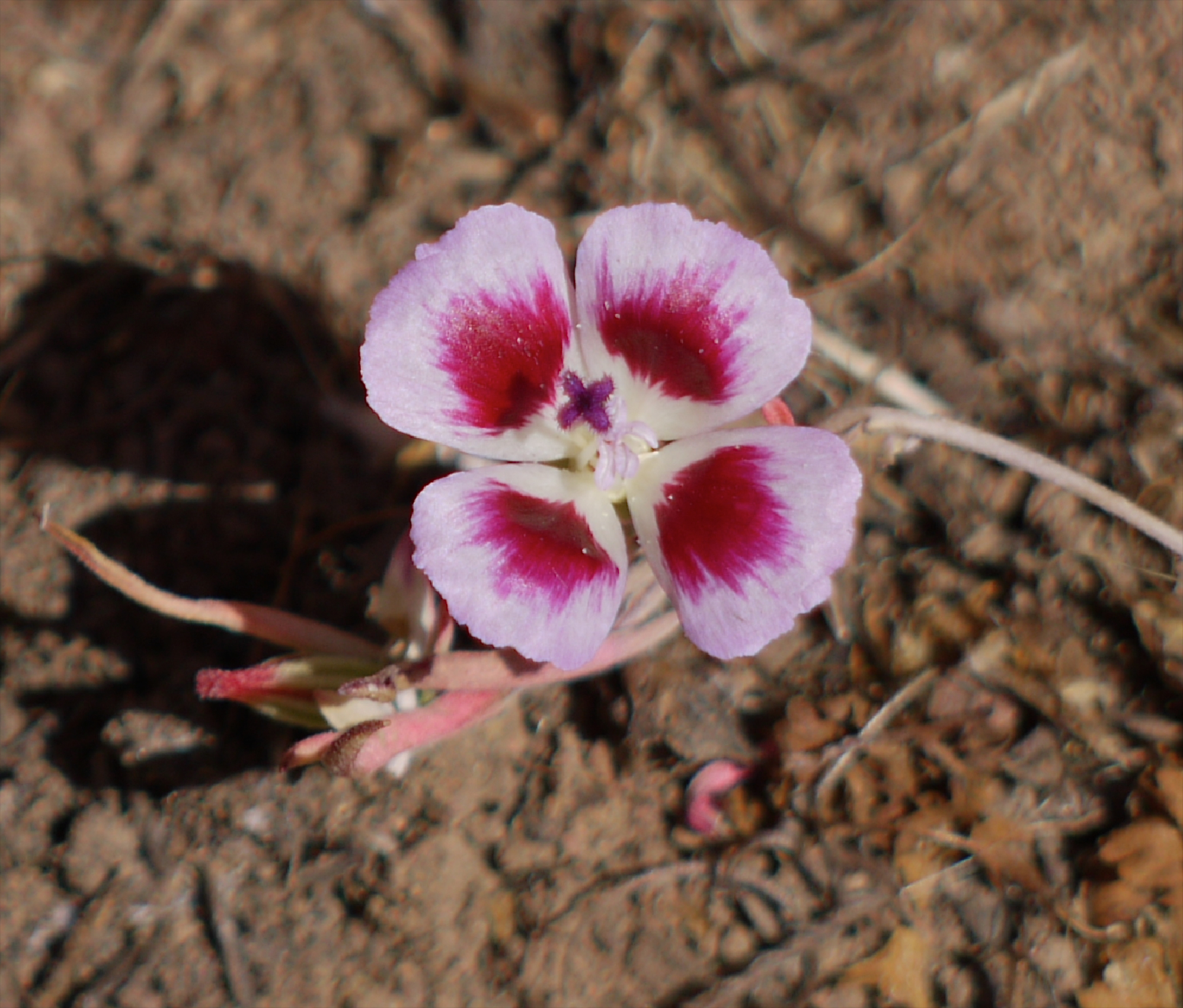 Clarkia speciosa