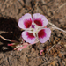 Clarkia speciosa - Photo (c) randomtruth,  זכויות יוצרים חלקיות (CC BY-NC-SA)